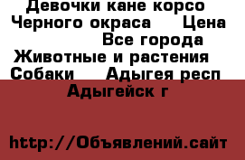 Девочки кане корсо. Черного окраса.  › Цена ­ 65 000 - Все города Животные и растения » Собаки   . Адыгея респ.,Адыгейск г.